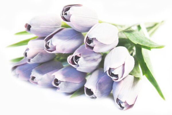 Tulipán fialovo-růžový/ 1ks