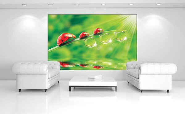 Fototapeta - Květiny (152,5x104 cm)