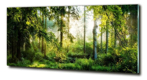 Foto obraz fotografie na skle Ranní slunce les osh-122163677