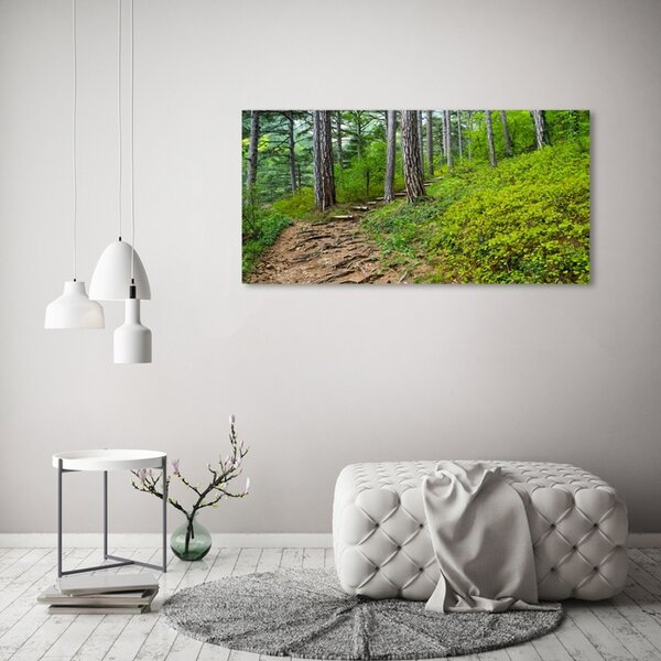 Foto obraz fotografie na skle Lesní stezka osh-122173226
