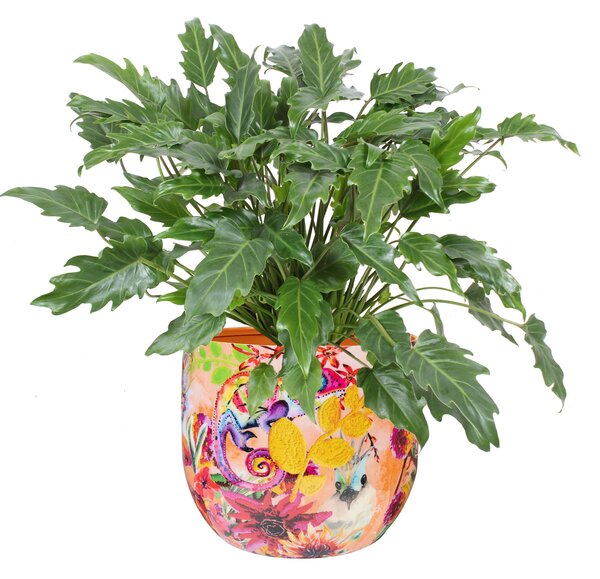 Ter Steege Sada 3 obalů Tropical twist D21 H17