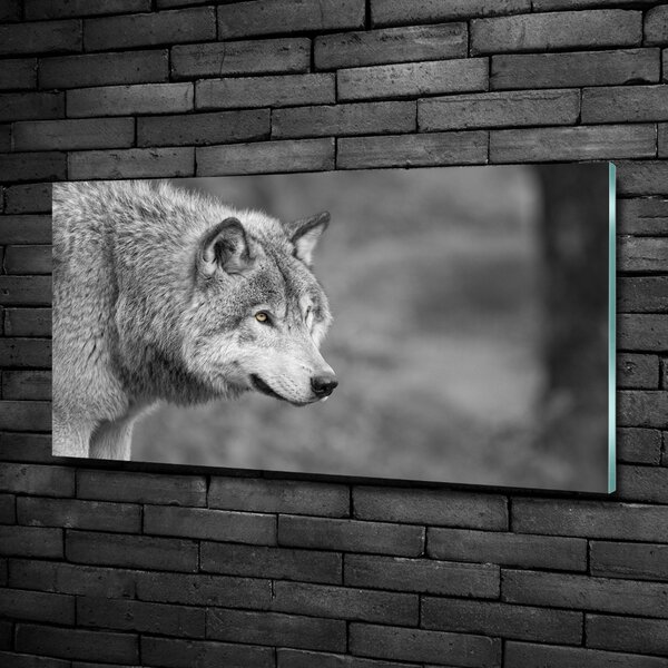 Foto obraz fotografie na skle Šedý vlk osh-125421387