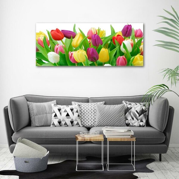 Foto-obraz fotografie na skle Barevné tulipány osh-12652067