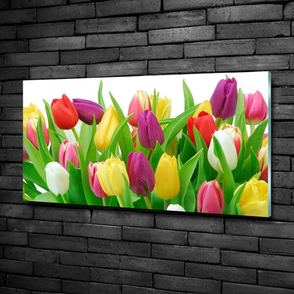 Foto-obraz fotografie na skle Barevné tulipány osh-12652067