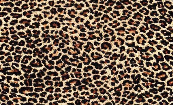 Fototapeta - Leopardí srst (152,5x104 cm)