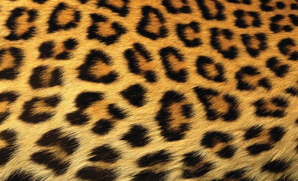 Fototapeta - Leopardí srst (152,5x104 cm)