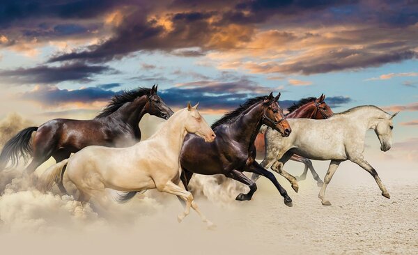 Fototapeta - Cval Mustangů (254x184 cm)
