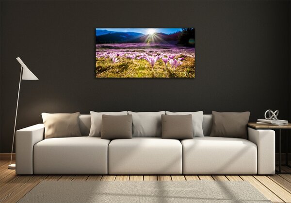Foto obraz fotografie na skle Krokusy na poli osh-146993619