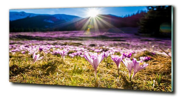 Foto obraz fotografie na skle Krokusy na poli osh-146993619