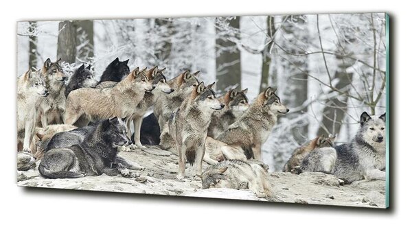 Foto-obraz fotografie na skle Vlci a zima osh-171243935