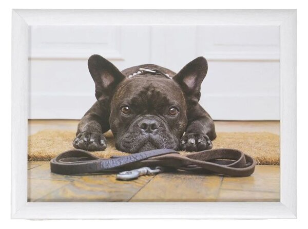 Podnos na nohy s buldočkem French Bulldog humour - 43*33*7cm - Mars & More