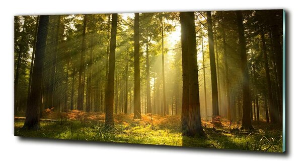 Fotoobraz na skle Les slunce osh-27621934