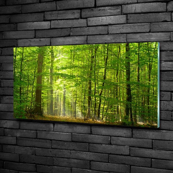 Foto obraz sklo tvrzené Listnatý strom osh-31250020