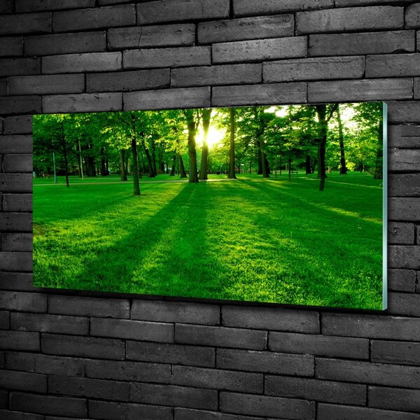 Foto obraz skleněný horizontální Tráva v parku osh-3863874