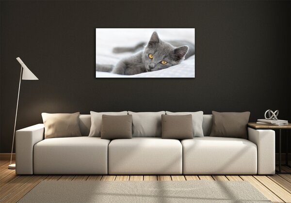 Foto obraz skleněný horizontální Šedá kočka osh-43951156