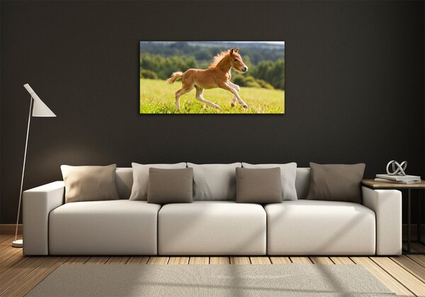 Foto obraz skleněný horizontální Hříbě ve cvalu osh-44307287