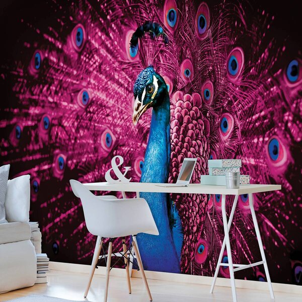 Fototapeta - Páv s růžovým peřím (152,5x104 cm)