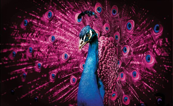 Fototapeta - Páv s růžovým peřím (152,5x104 cm)