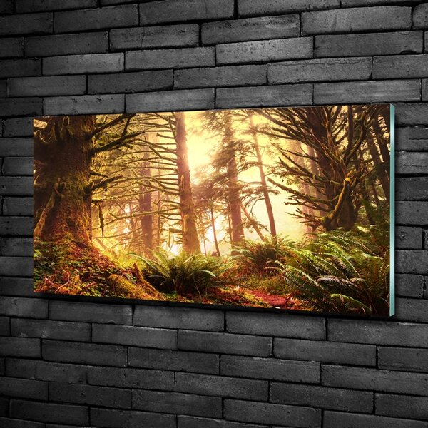 Foto obraz sklo tvrzené Dešťový prales osh-49624439