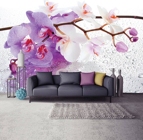 Fototapeta - Orchideje (152,5x104 cm)