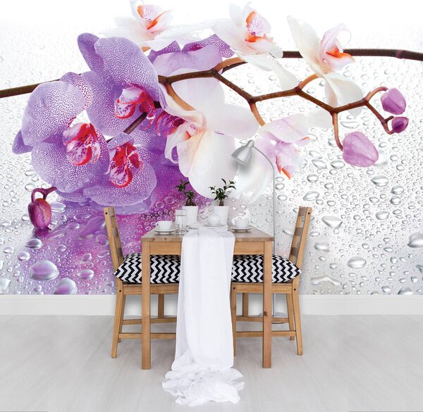 Fototapeta - Orchideje (152,5x104 cm)