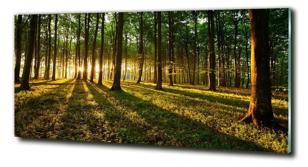 Foto obraz fotografie na skle Sluneční paprsky osh-53546475