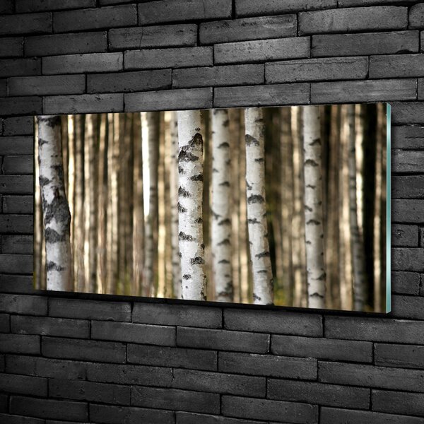 Foto-obraz fotografie na skle Břízy osh-56871841