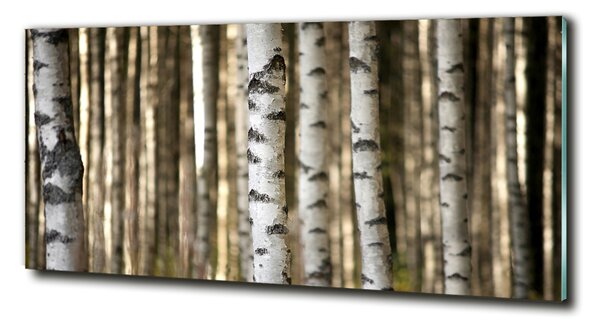 Foto-obraz fotografie na skle Břízy osh-56871841