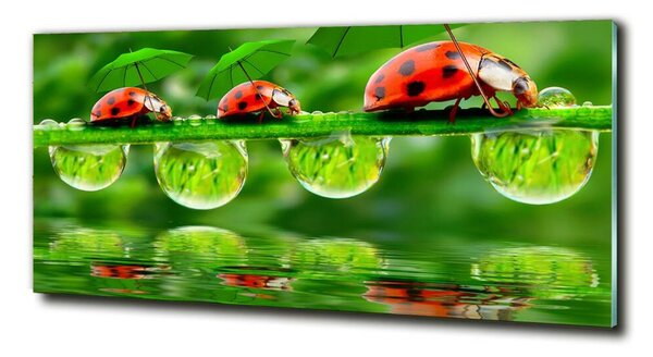 Foto-obraz fotografie na skle Berušky deštníky osh-58636971