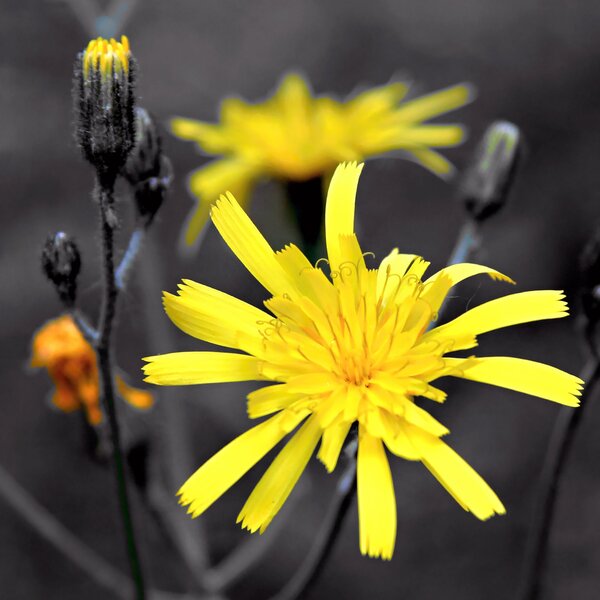 Umělecká fotografie od Petr Vydra - "Žlutý květ - čtverec", rozměr: barevné foto - 40 x 40 cm