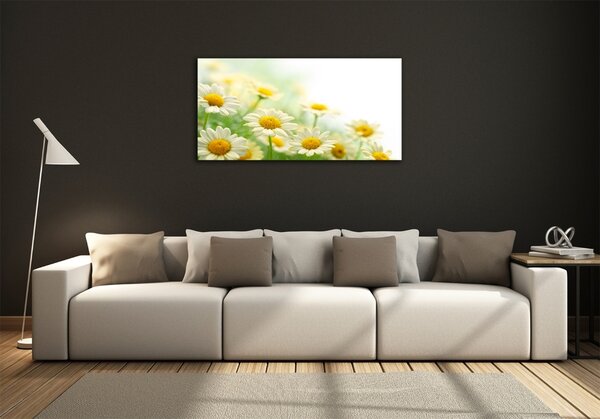 Foto obraz fotografie na skle Sedmikrásky osh-61700448
