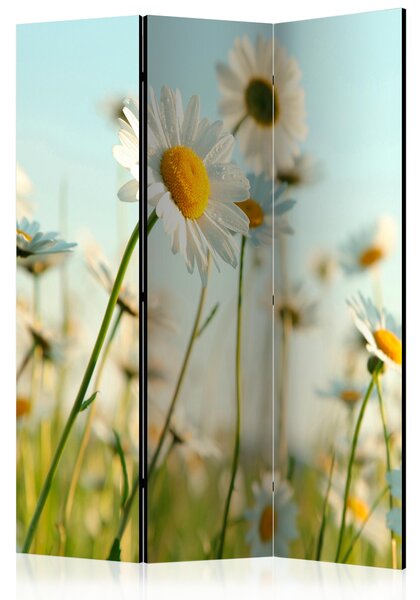 Paraván - Daisies - spring meadow [Room Dividers]