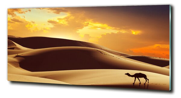 Foto obraz fotografie na skle Velbloud Sahara osh-62618383
