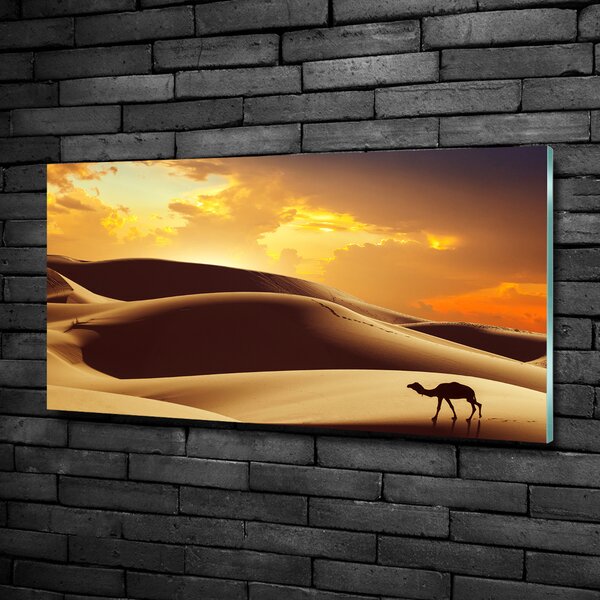 Foto obraz fotografie na skle Velbloud Sahara osh-62618383