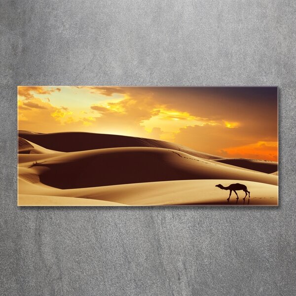 Foto obraz fotografie na skle Velbloud Sahara osh-62618383