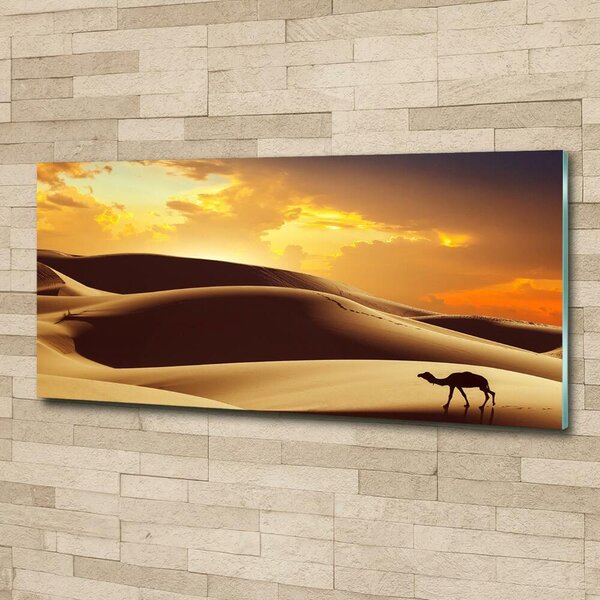 Foto obraz fotografie na skle Velbloud Sahara osh-62618383