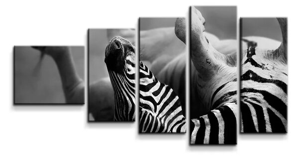 Sablio Obraz - 5-dílný Válející se zebra - 100x60 cm