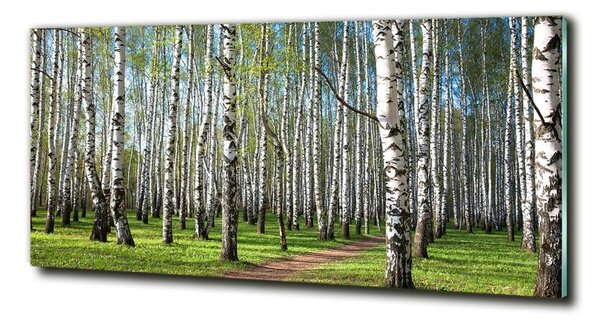 Fotoobraz na skle Břízový les osh-64516023