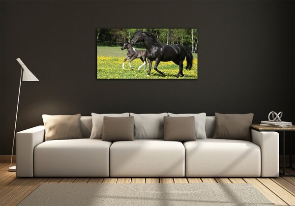 Foto obraz fotografie na skle Kobyla a hříbě osh-64901304