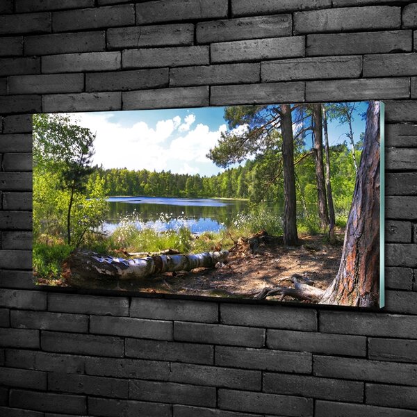 Foto obraz sklo tvrzené Lesní panorama osh-65467698