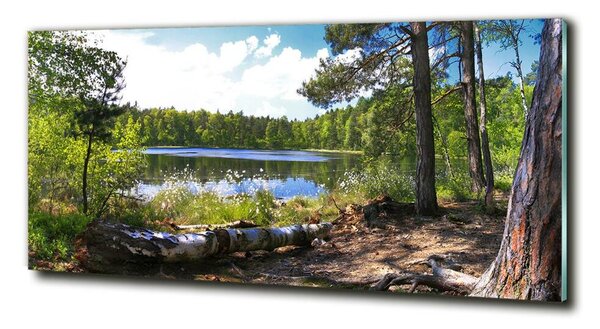 Foto obraz sklo tvrzené Lesní panorama osh-65467698
