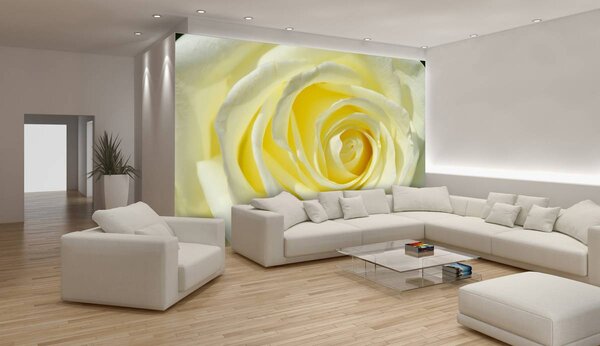 Fototapeta - Nažloutlá růže (152,5x104 cm)
