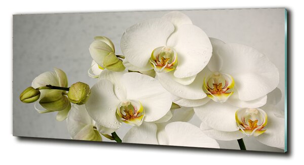 Fotoobraz na skle Bílá orchidej osh-67521473