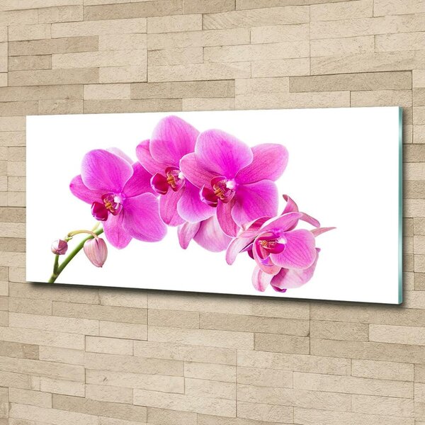 Fotoobraz na skle Růžová orchidej osh-67673367