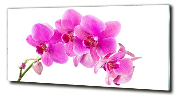 Fotoobraz na skle Růžová orchidej osh-67673367