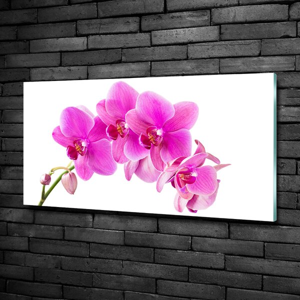 Fotoobraz na skle Růžová orchidej osh-67673367