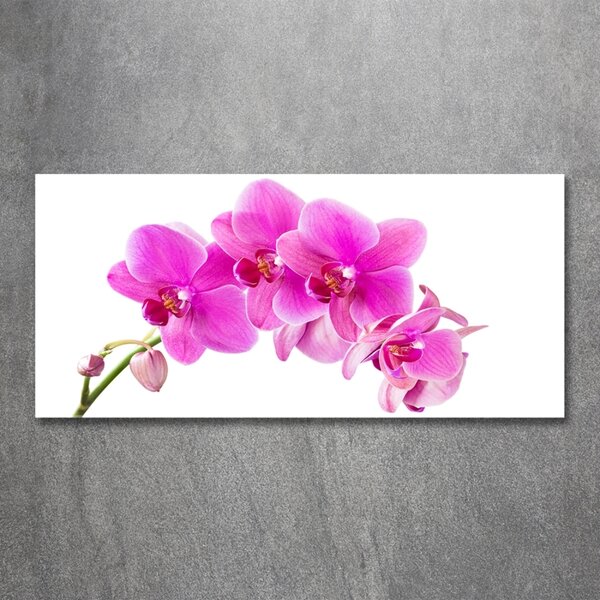 Fotoobraz na skle Růžová orchidej osh-67673367