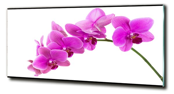 Fotoobraz na skle Růžová orchidej osh-67691978