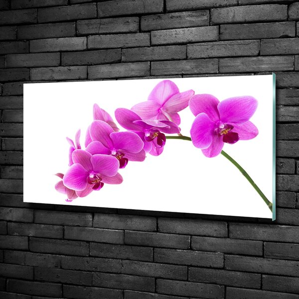 Fotoobraz na skle Růžová orchidej osh-67691978
