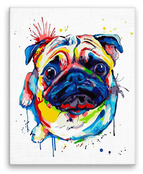 Obraz na plátně - Vzhlížející mops v barvách - 40x50 cm